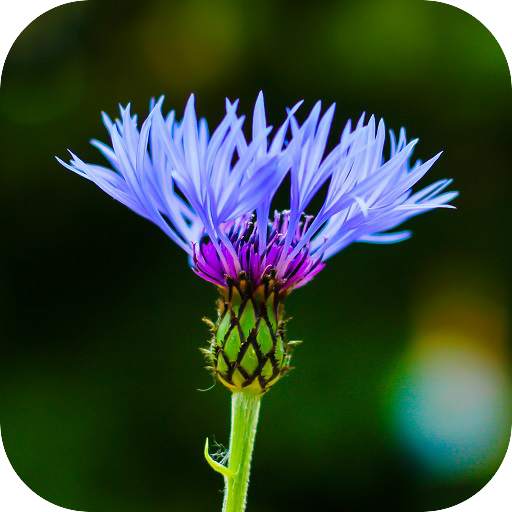 Blur Image - DSLR focus effect 1.19