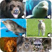 Animal Sound icon