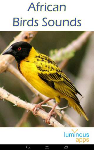 African Birds Sounds Free screenshot 17