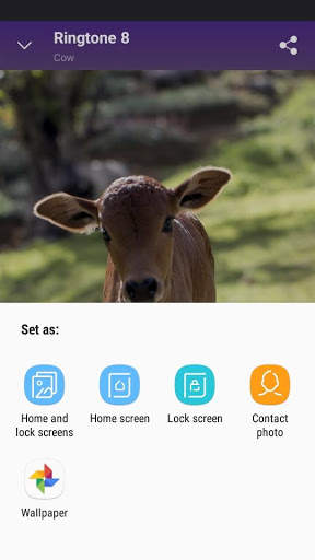 Cow - RINGTONES and WALLPAPERS screenshot 5