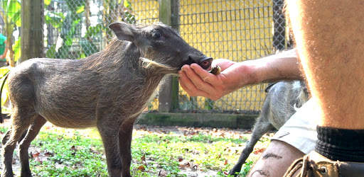 World zoo screenshot 2