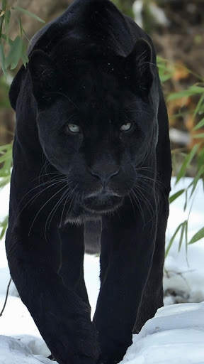 Panther Wallpapers: backgrounds hd screenshot 2