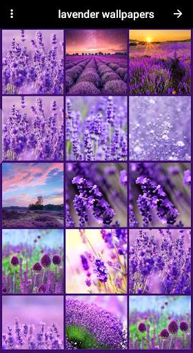 lavender wallpaper screenshot 1