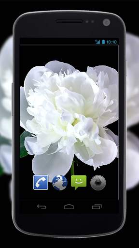 4K Flowers Video Live Wallpapers screenshot 2