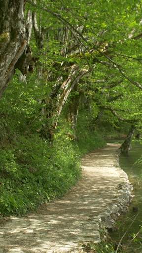 Forest Video Wallpapers screenshot 5
