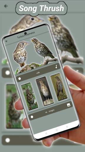 thrush birds screenshot 3