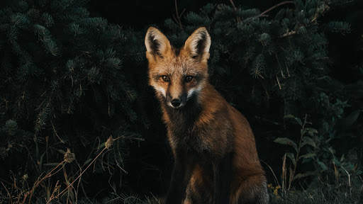 Fox Live Wallpaper (Wallpapers & Backgrounds) screenshot 13