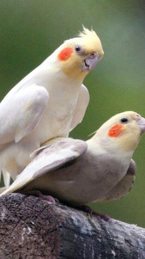 Cockatiels Bird Wallpapers HD screenshot 4
