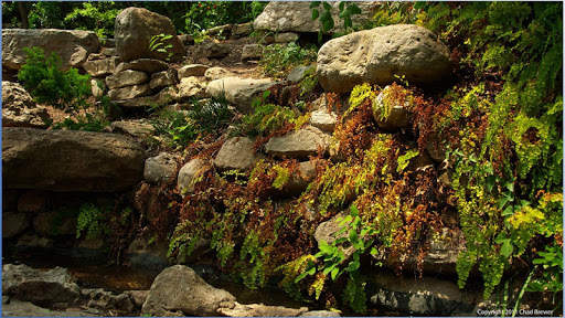 BF Nature Images screenshot 5