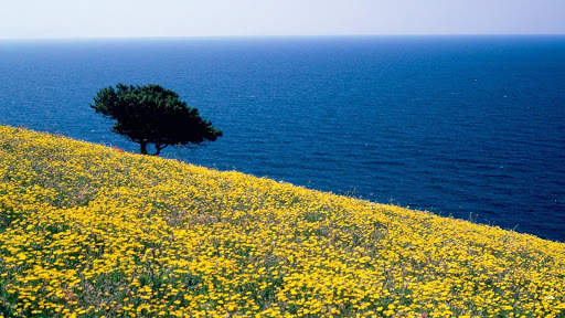 Yellow Live Wallpaper : 7fon & LWP screenshot 11