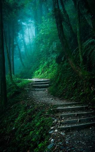 Forest Live Wallpaper HD screenshot 4