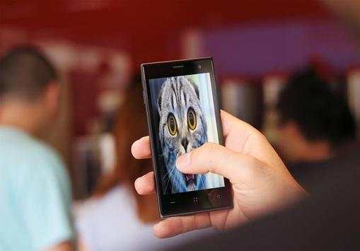 Funny Cat Videos & Wallpapers screenshot 1