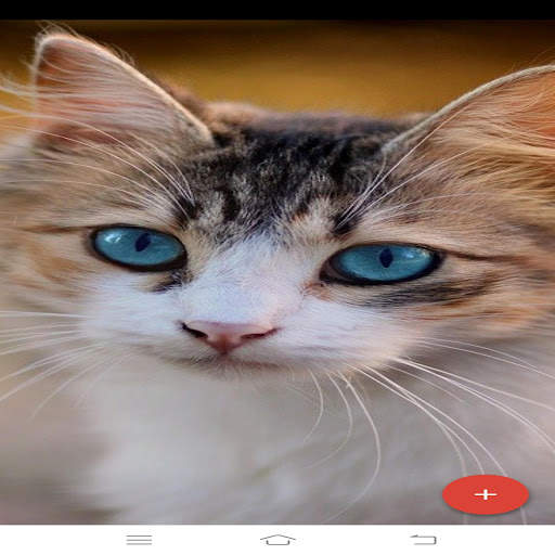 cat wallpapers 4k HD wallpapers for cat lovers screenshot 3