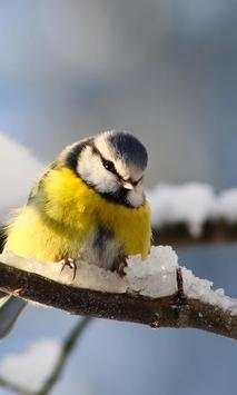 Cute Birds Wallpaper स्क्रीनशॉट 4