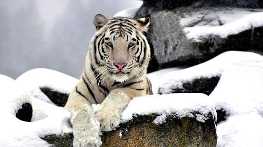 White Tiger Live Wallpaper (Backgrounds) 13 تصوير الشاشة