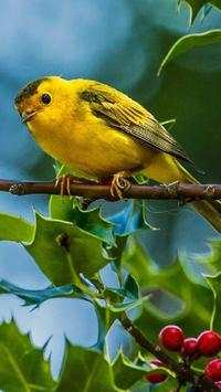 Canary Bird Wallpapers HD screenshot 7