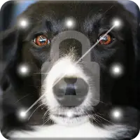 Collie Border Nice Dog Screen Lock icon