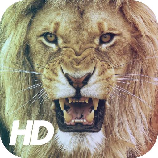 Lion Wallpaper 1.1