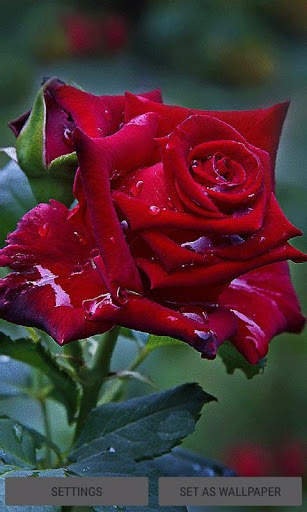 Red Rose Live Wallpaper screenshot 1