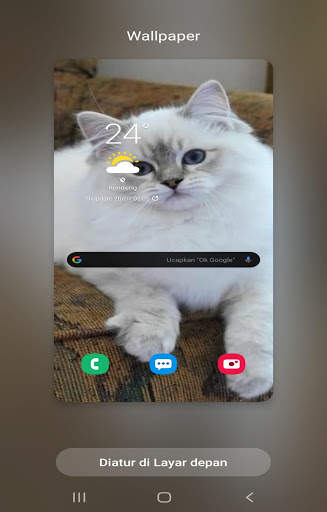 Kucing anggora wallpaper screenshot 1