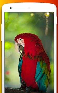 4k Cockatoo Parrot  Bird Live Video Wallpaper screenshot 3