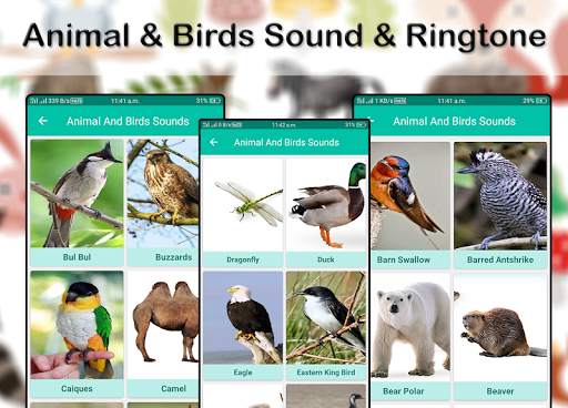 Animals & Birds Sound & Ringtone 2019 screenshot 2