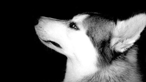 Siberian Husky Wallpapers : backgrounds hd screenshot 10