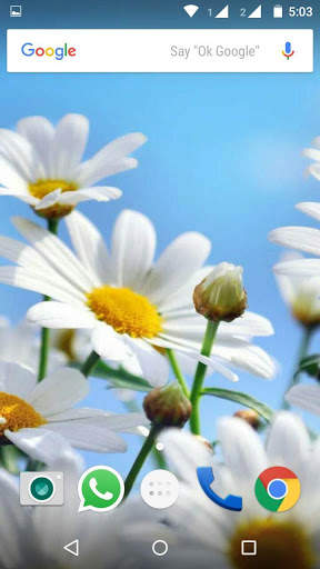 Daisy Flower HD Wallpaper скриншот 2