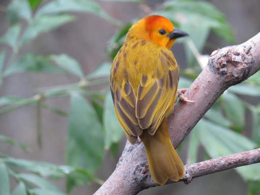 Canary Bird Wallpapers HD screenshot 3