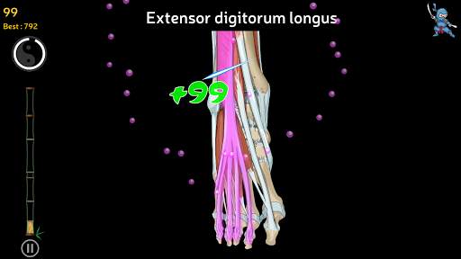 Anatomy Ninja Lower Limb screenshot 10