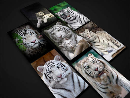 White Tiger Wallpaper HD screenshot 9