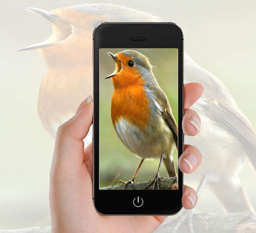 Bird Wallpaper screenshot 7