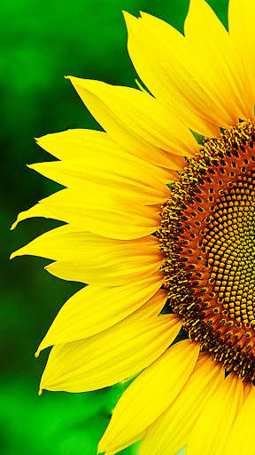 Sunflower Wallpaper HD screenshot 8