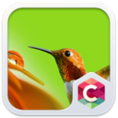 Cute Bird Theme CLauncher icon