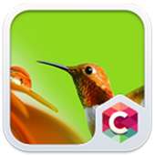 icon