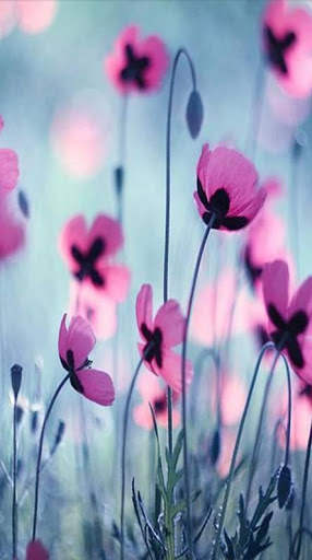Flowers Wallpaper 4K screenshot 5
