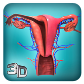 Female Reproductive System: Internal Organs 3D icon