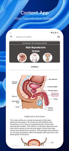 Male Reproductive System screenshot 4