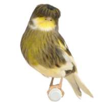 Birds Manager on 9Apps