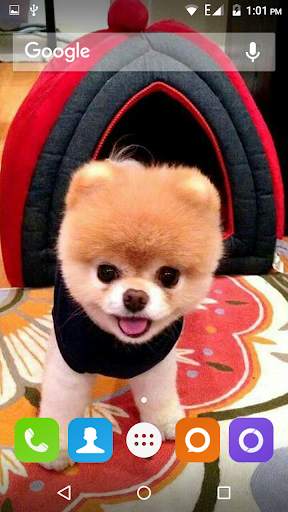 Pomeranian Dog Wallpaper Hd screenshot 1