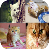 Cat Wallpapers HD icon