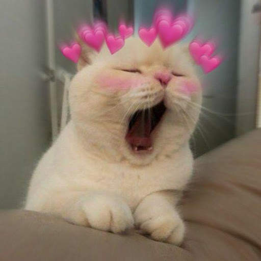 Cute cats beautiful Wallpaper screenshot 1