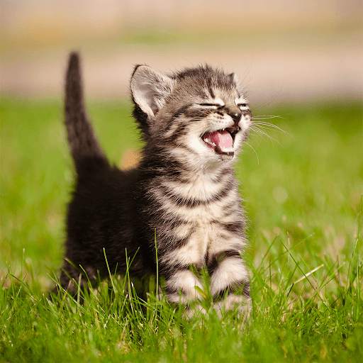 Cats & Kittens Jigsaw Puzzles screenshot 4