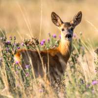 Deer Wallpapers on 9Apps