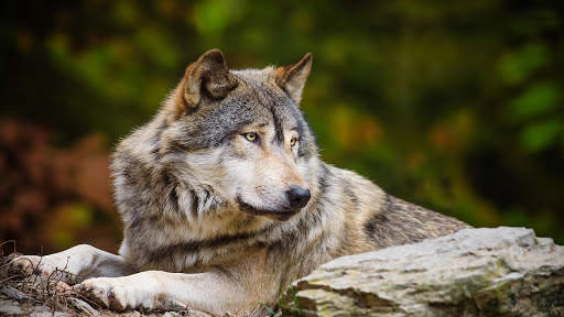 Wolf Live Wallpaper (Wallpapers & Backgrounds) screenshot 12