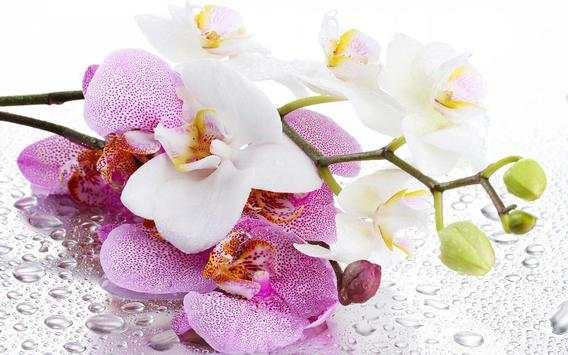 Orchide Glamour live wallpaper screenshot 8