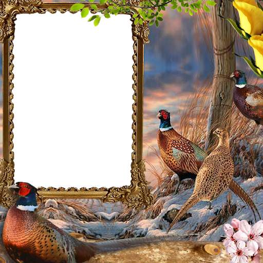 Pheasant Insta DP 3 تصوير الشاشة