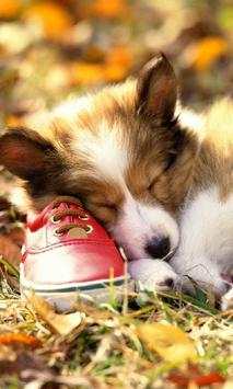 Funny Dogs Jigsaw Puzzles screenshot 3