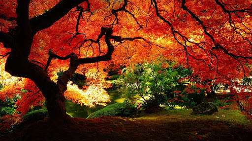 Autumn Wallpapers | hd backgrounds screenshot 9