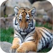 Animal Sounds icon